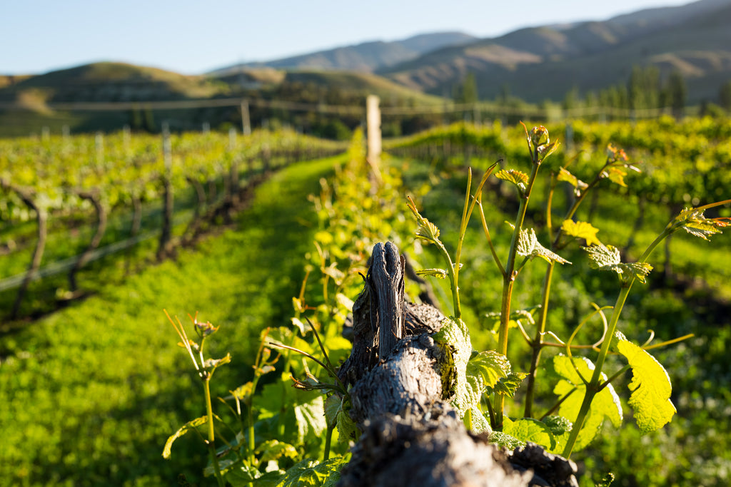 One News profiles our use of biochar and vermicast across our vineyards