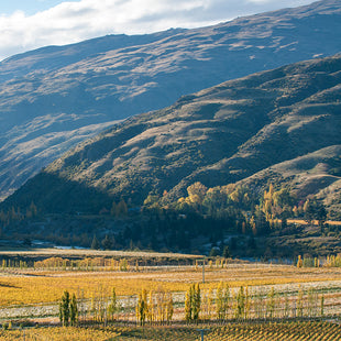 Long Gully Vineyard - Robin Dicey