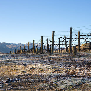 Target Gully Vineyard