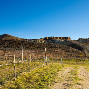 Pipeclay Terrace Vineyard